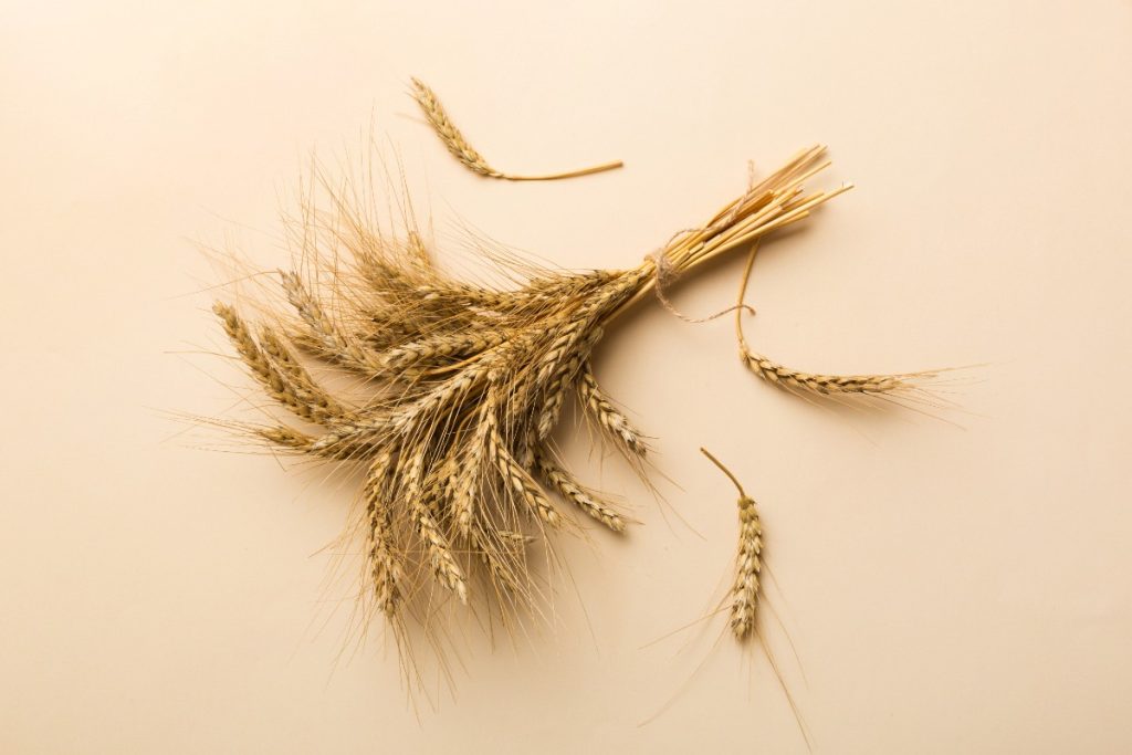 Des épis de blé sur la table