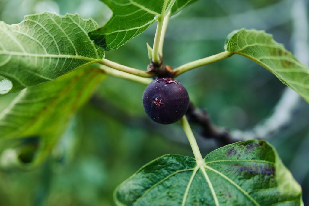 Un fruit de figuier mûr
