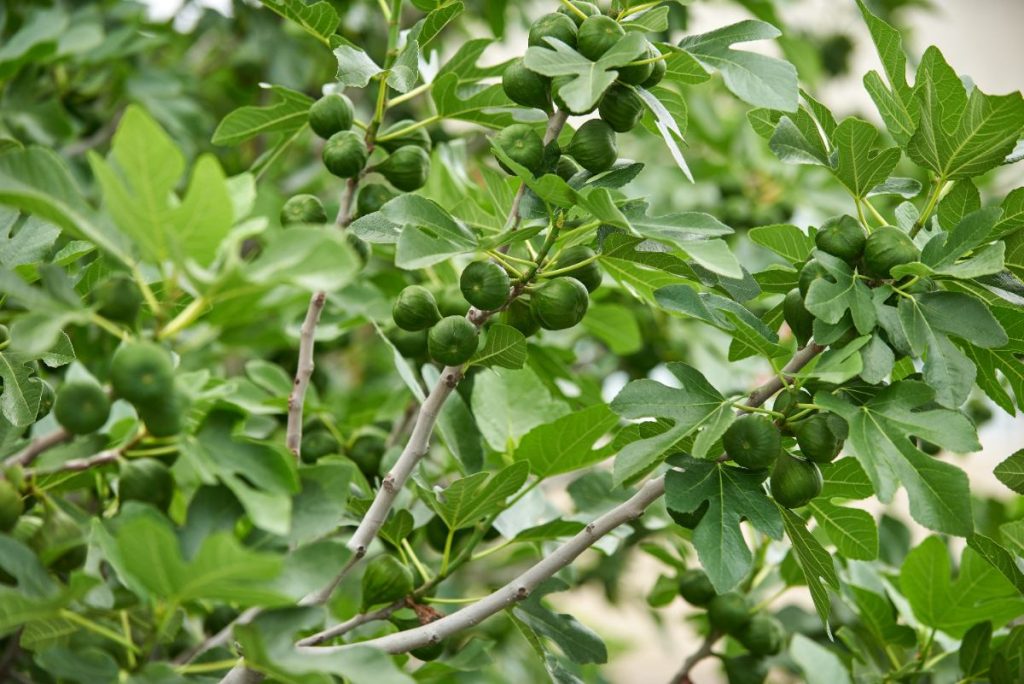 Des figues vertes et feuilles 
