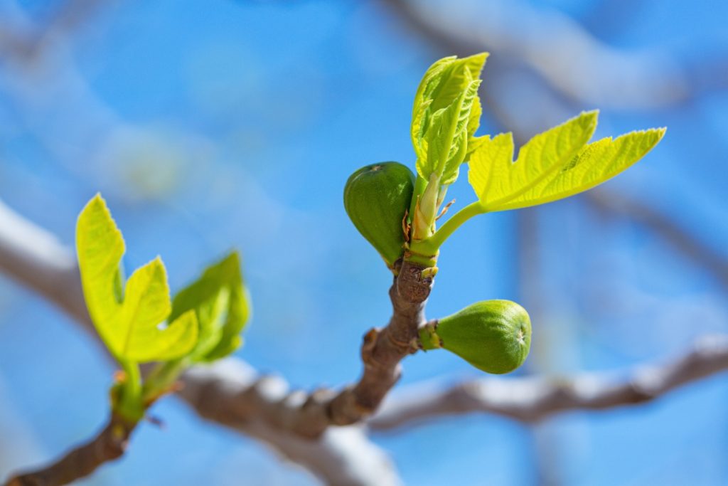 Un arbre de figuier mâle