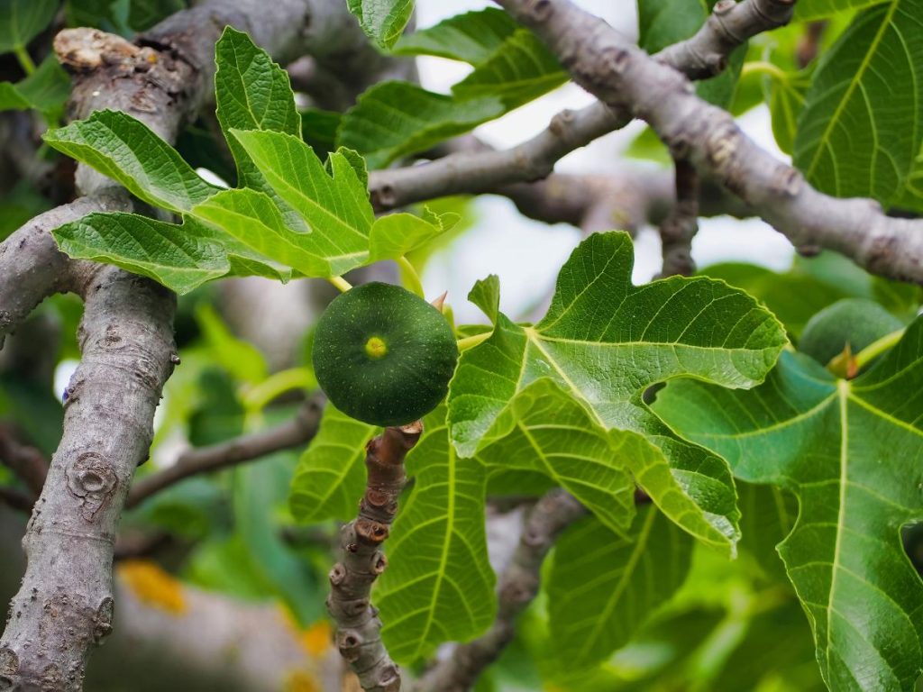 Un figuier vert poussant sur l'arbre