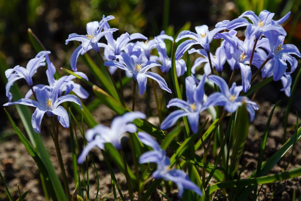 Des fleurs d'amaryllis dans le jardin