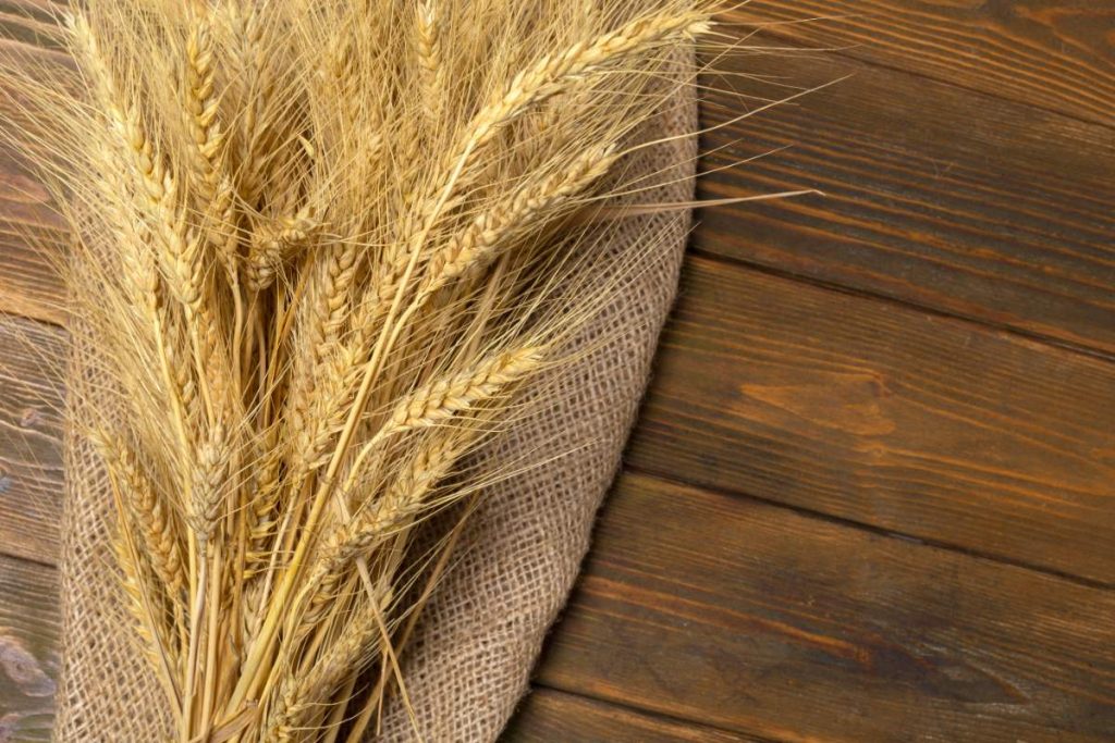 Des gerbes de blé sur une toile de jute
