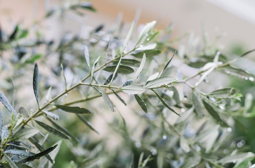 Une plante d'olivier gelé dans le jardin