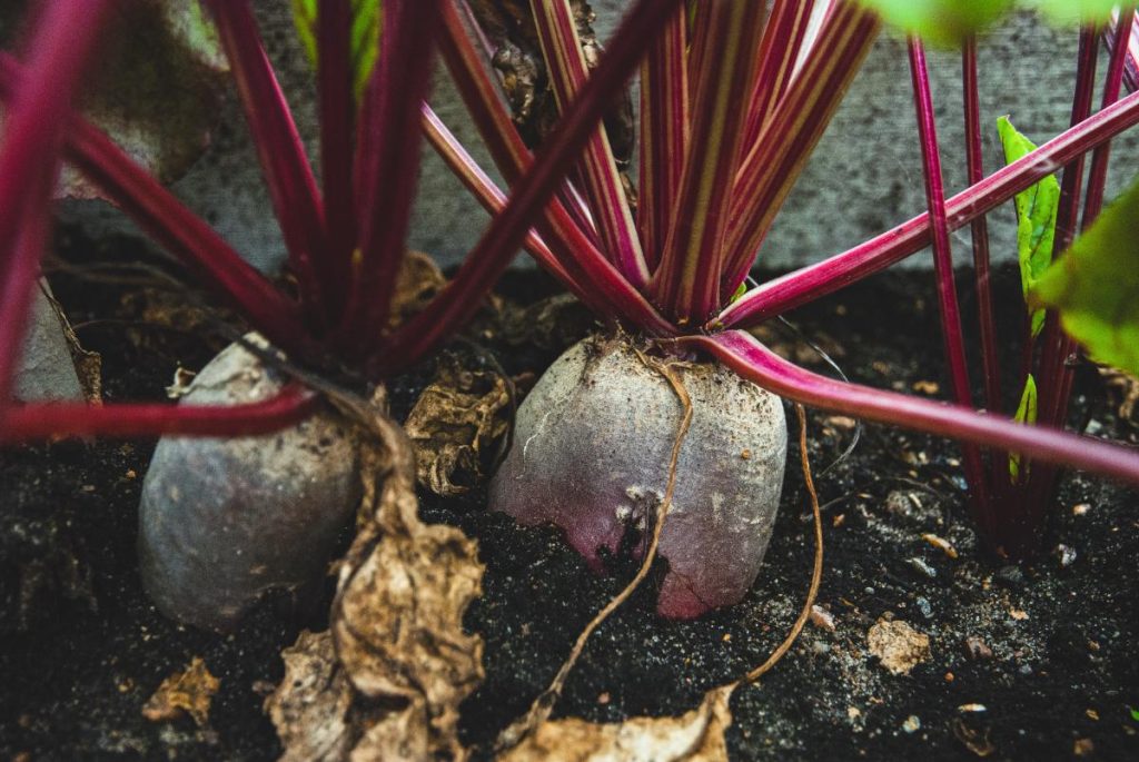 Des betteraves cultivées dans une ferme biologique