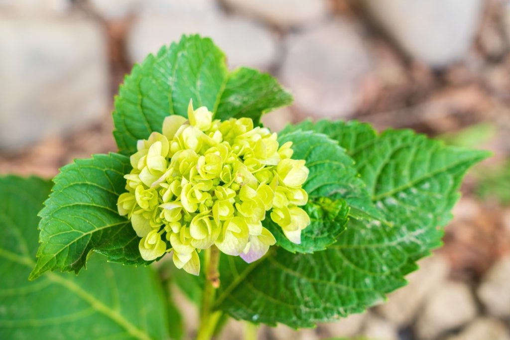 Une fleur d'hortensia mûrissante dans le jardin