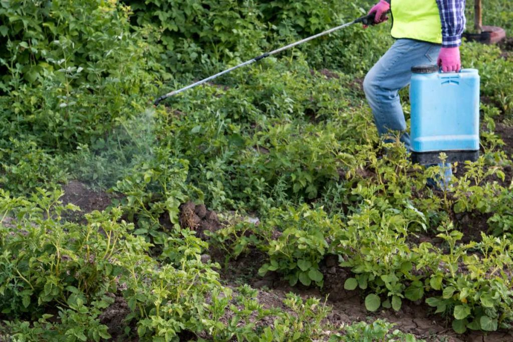 Un homme pulvérisant les mauvaises herbes sur un champ