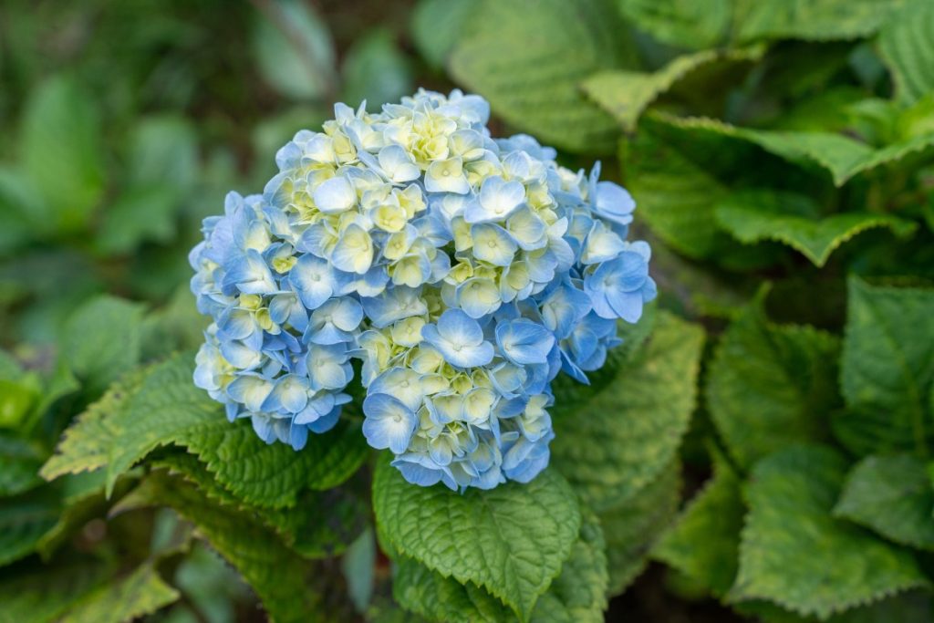 Plante d'hortensia avec une jolie fleur bleue