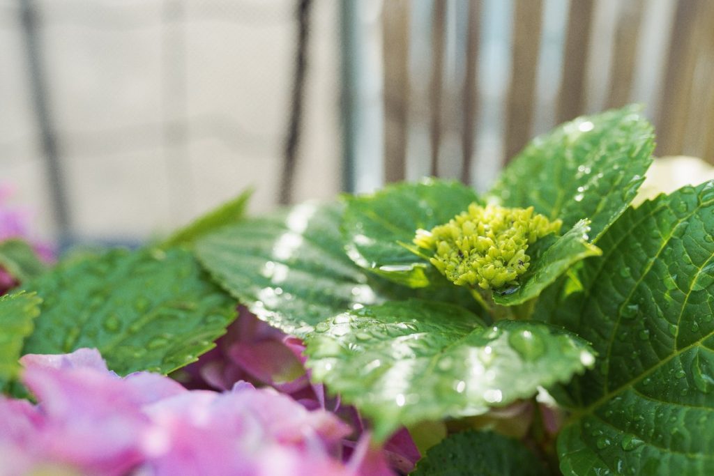 Une hortensia plantée dans le jardin