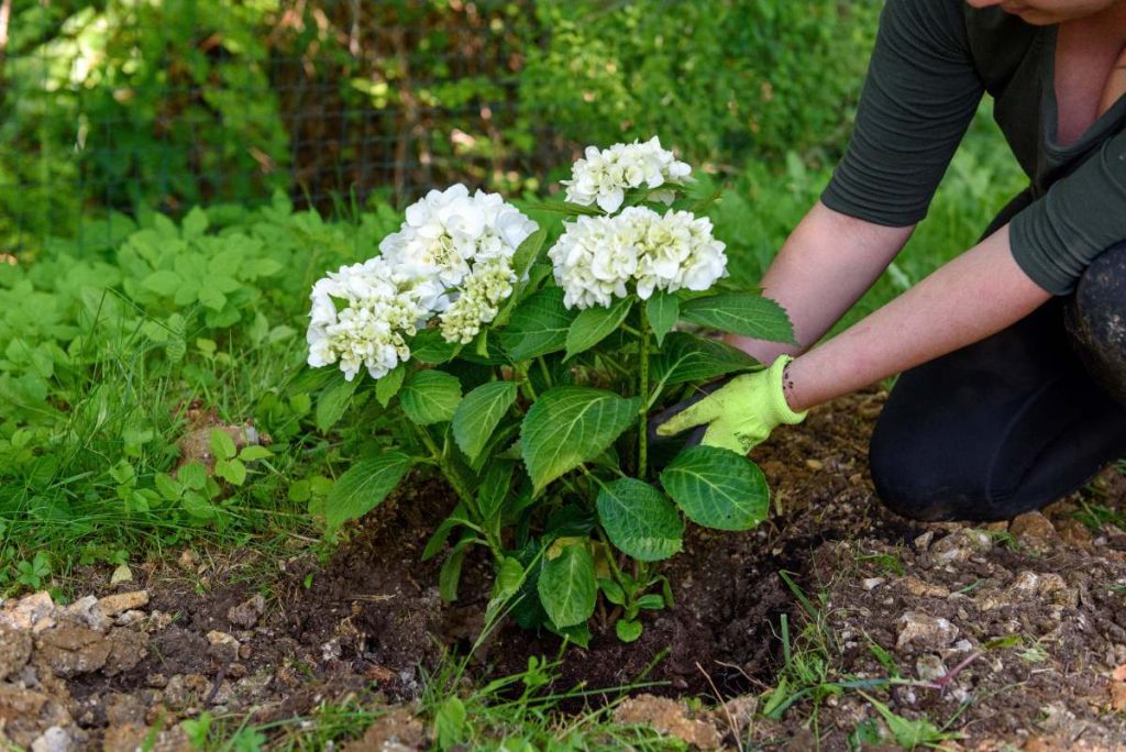 Une personne plantant un hortensia dans un jardin