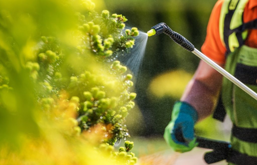 Une personne qui pulvérise des plantes dans son jardin