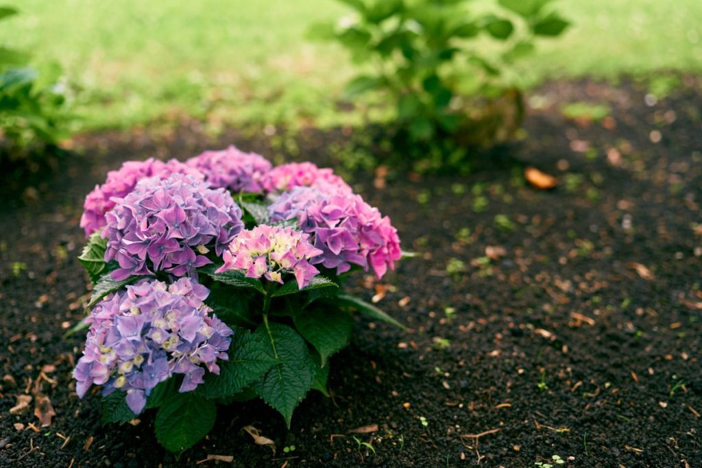 Une plante d'hortensia avec des fleurs roses et violets plantée dans un jardin