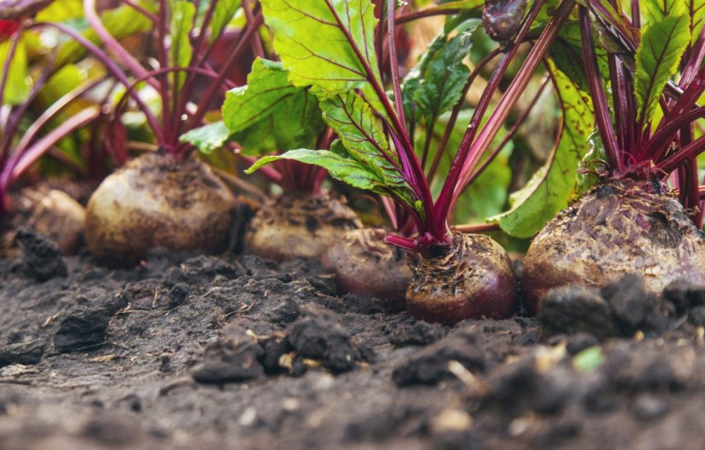 Une récolte de betteraves dans le jardin