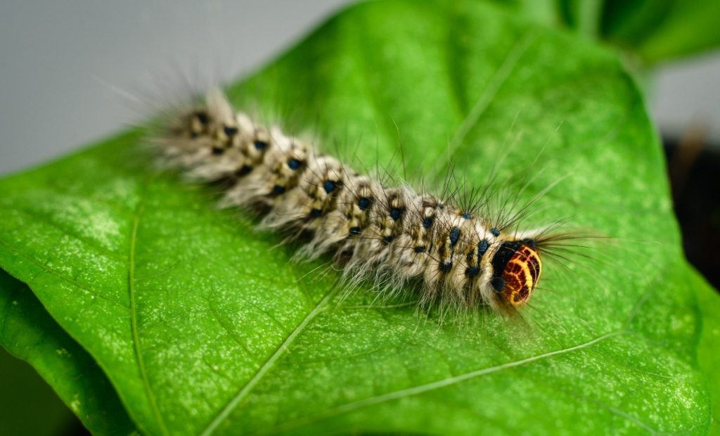 Une chenille sur une feuille verte
