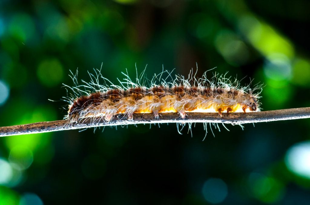 Une chenille marchant sur une branche