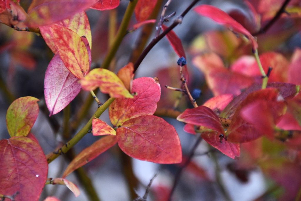 Des feuilles rouges de myrtillier