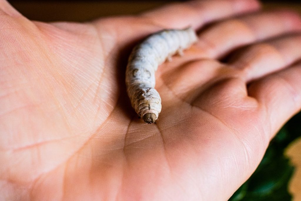 Main tenant une chenille