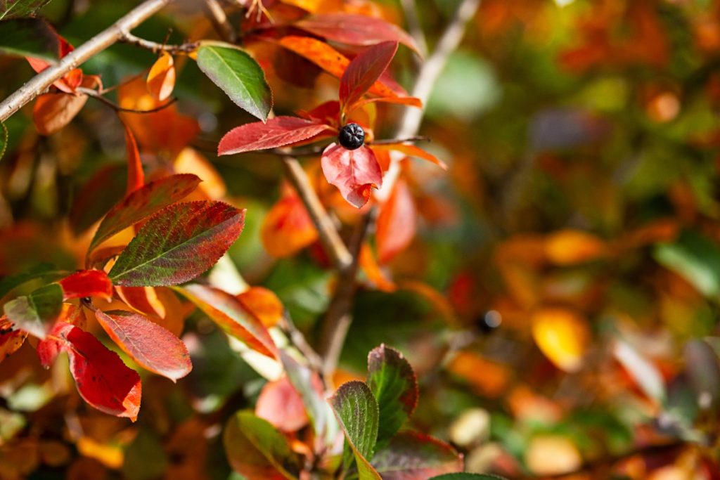 Une plante de myrtillier avec des feuilles rouges