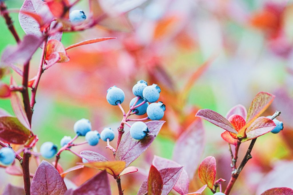 Une plante de myrtillier