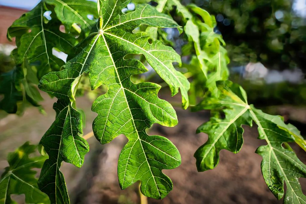 Des feuilles de figuier qui commencent à jaunir
