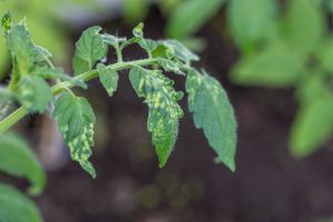 Comment reconnaître et éliminer les aleurodes qui envahissent vos plants de tomates ?