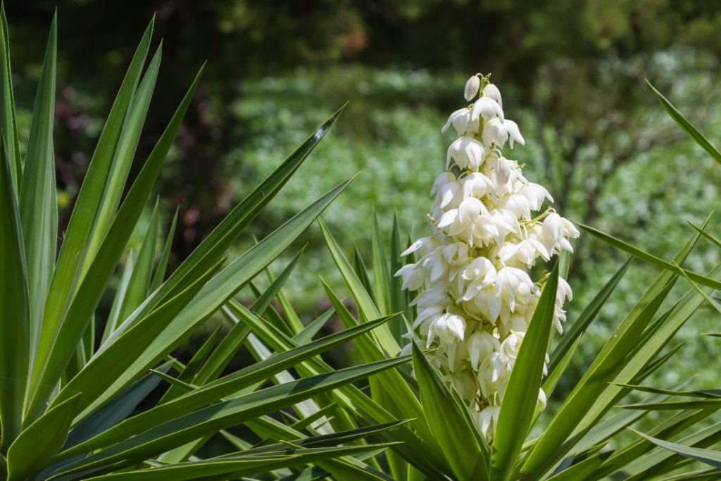 Des feuilles vertes d'une plante de yucca