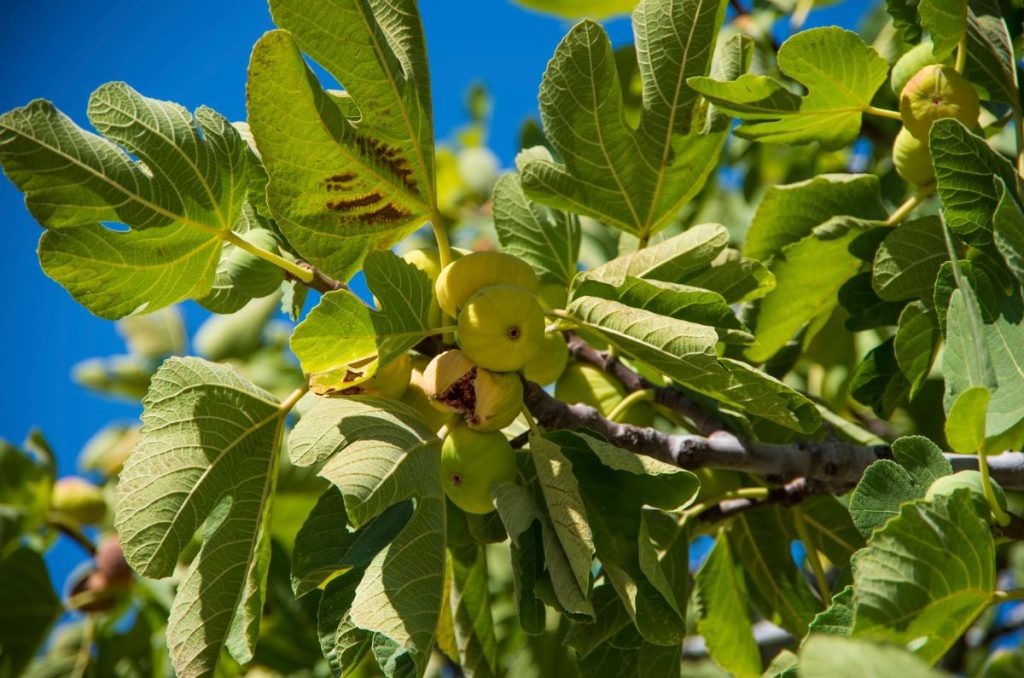 Des figues poussant sur la branche de l'arbre