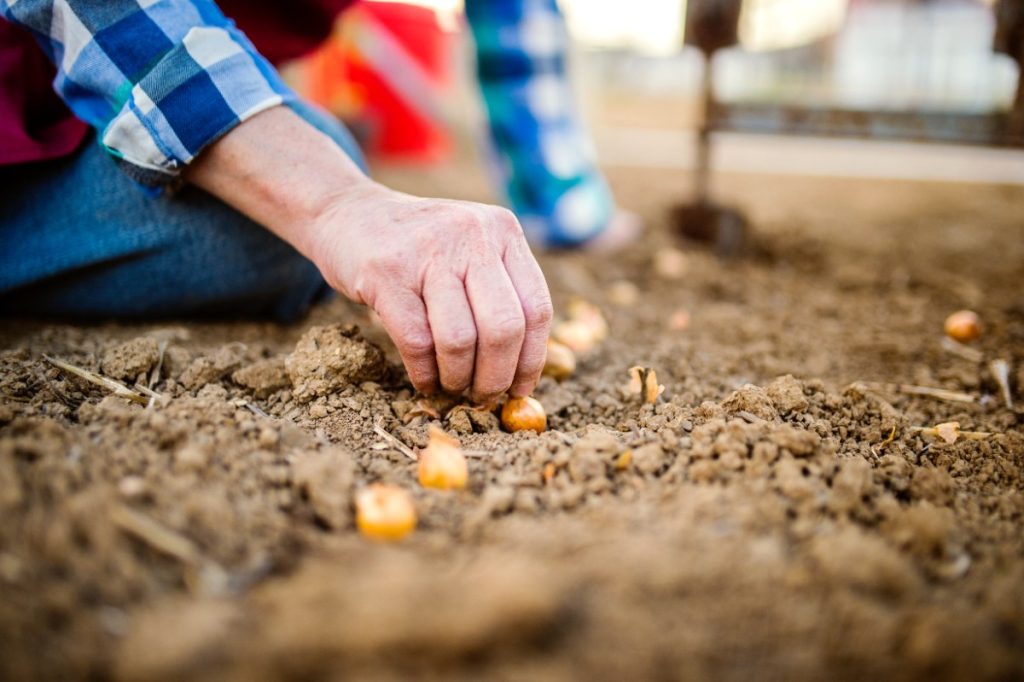 Un homme plantant de l'échalote