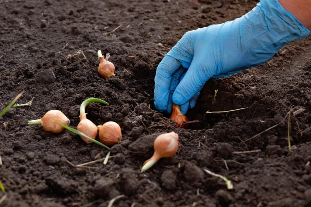 Main avec un gant faisant une plantation d'échalote
