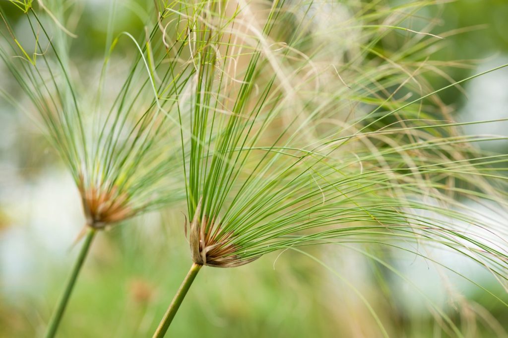 Une plante de papyrus poussant dans le jardin