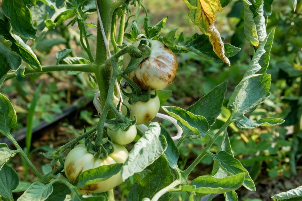 Plante de tomate dans le potager
