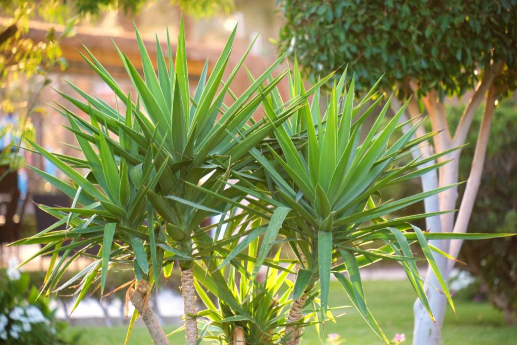 Une plante de yucca dans le jardin