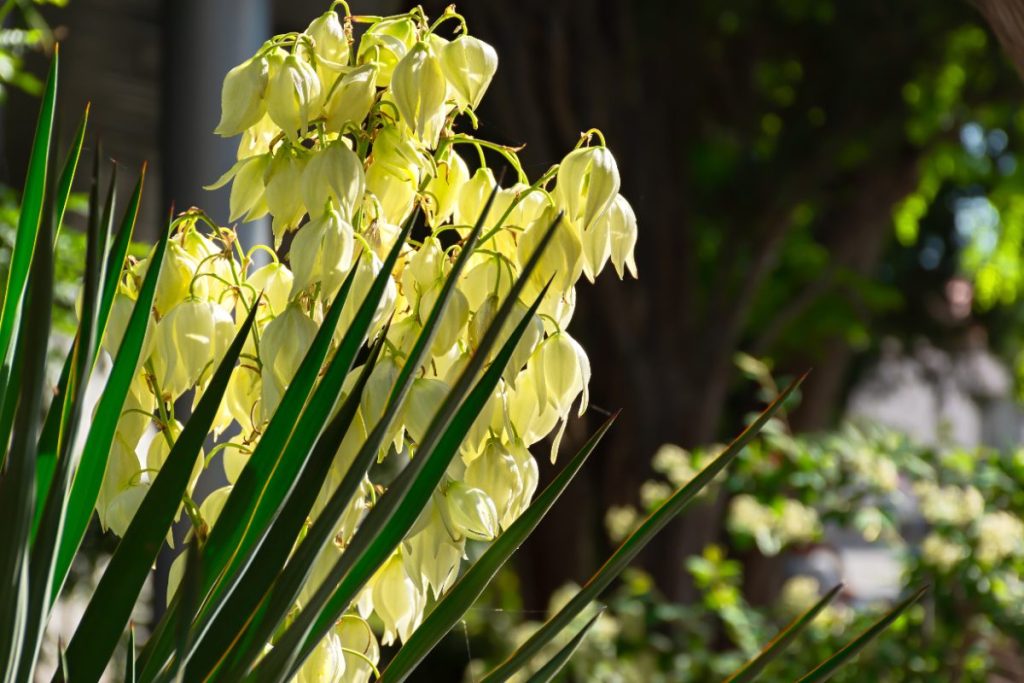 Une plante de yucca en pleine floraison