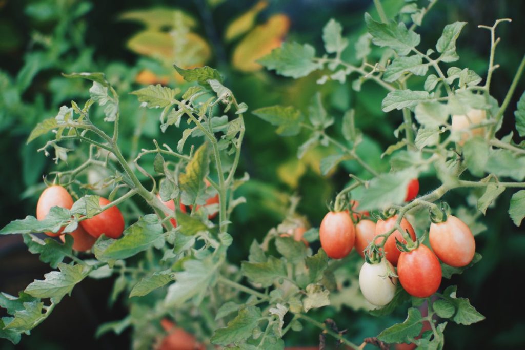 Des tomates fraîches et mûrissante dans le jardin