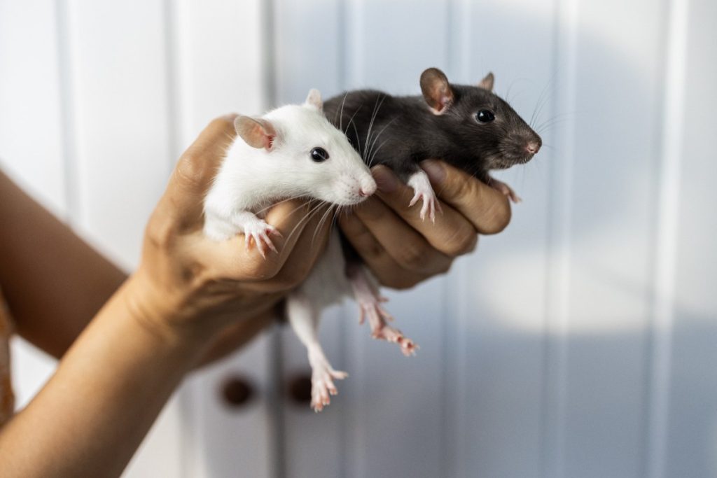 Une personne tenant deux rats