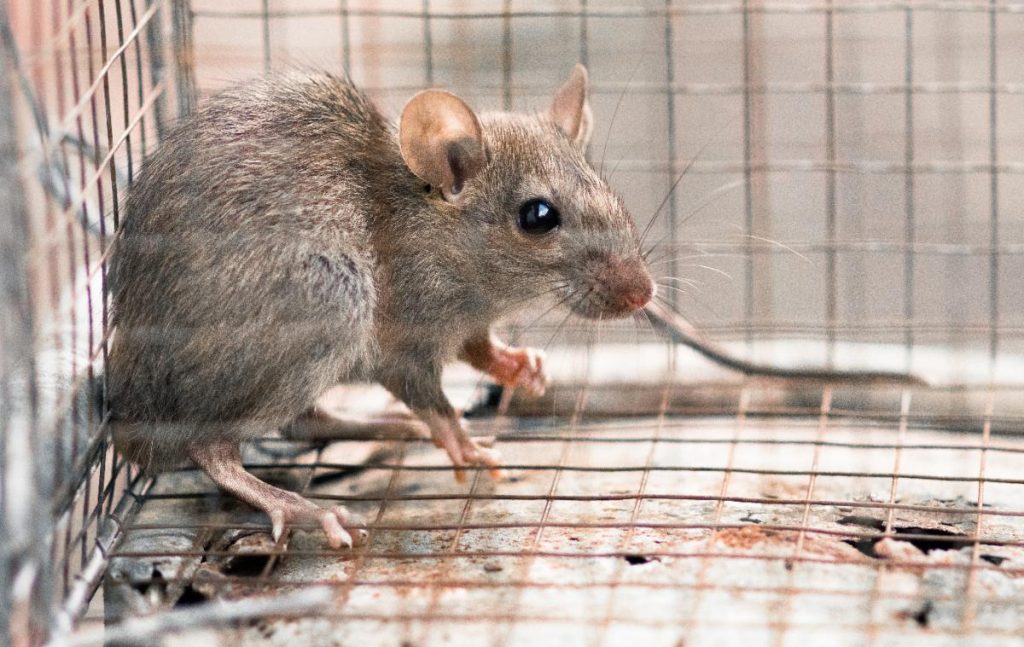 Une petite souris dans une cage