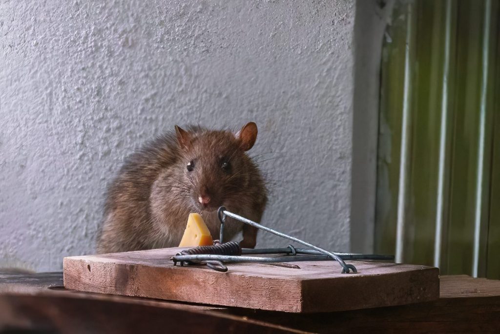Un rat et un fromage dans un piège